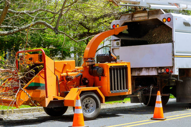 The Steps Involved in Our Tree Care Process in Heathrow, FL